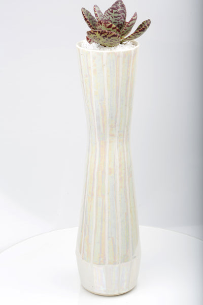 Vase : Mother of Pearl : Succulent 1