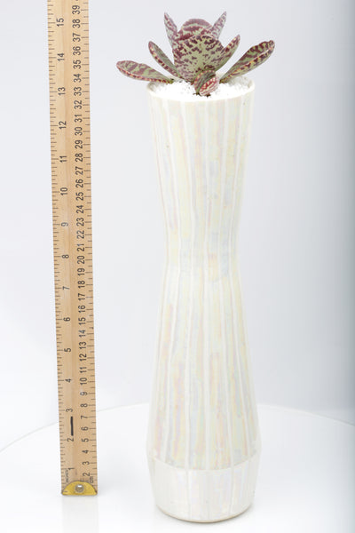 Vase : Mother of Pearl : Succulent 1