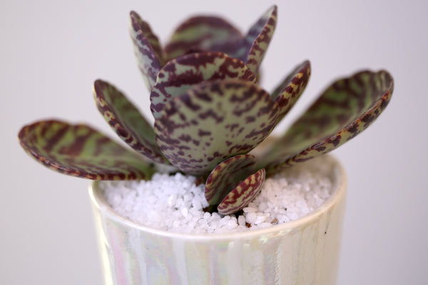 Vase : Mother of Pearl : Succulent 1