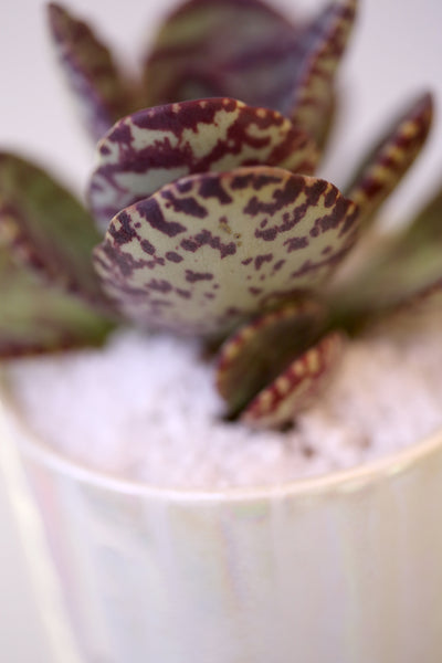 Vase : Mother of Pearl : Succulent 1
