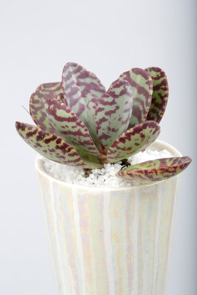 Vase : Mother of Pearl : Succulent 1