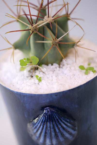 Vase : Stop Killing Mermaids! : Succulent 1