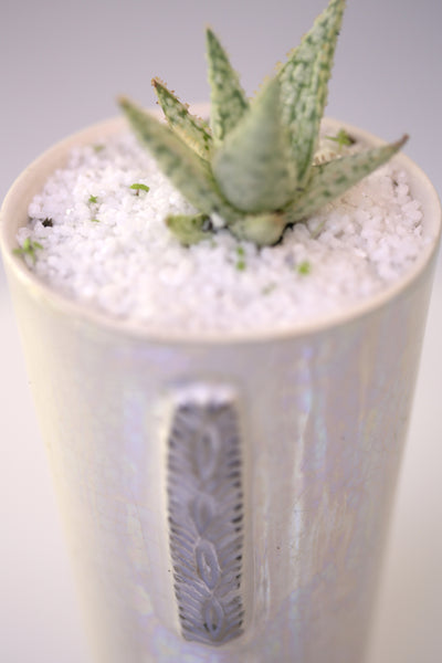 Vase : Mother of Pearl : Succulent 4