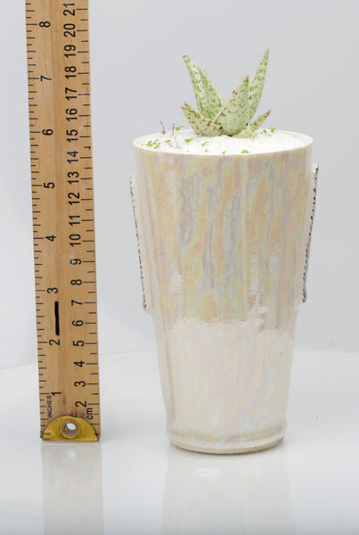 Vase : Mother of Pearl : Succulent 4