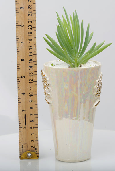 Vase : Mother of Pearl : Succulent 5
