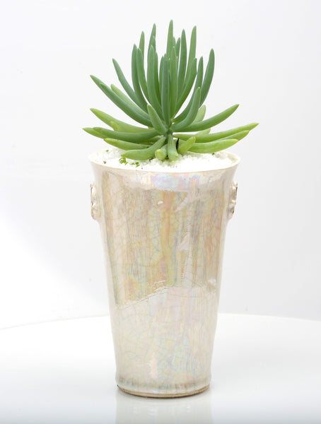 Vase : Mother of Pearl : Succulent 7