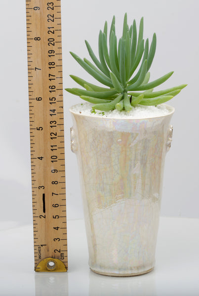 Vase : Mother of Pearl : Succulent 7