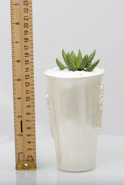Vase : Mother of Pearl : Succulent 8