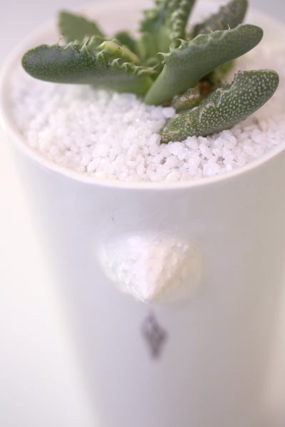 Vase : White with Seahorse theme : Succulent 2