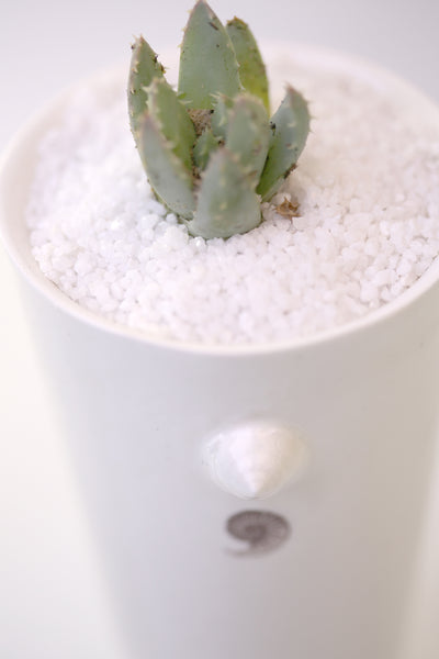Vase : White with Seahorse theme : Succulent 3