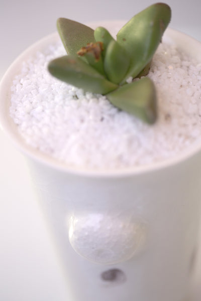 Vase : White with Seahorse theme : Succulent 4