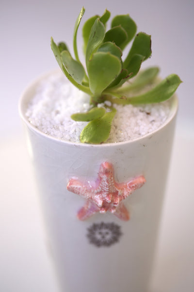 Vase : White with Seahorse theme : Succulent 6