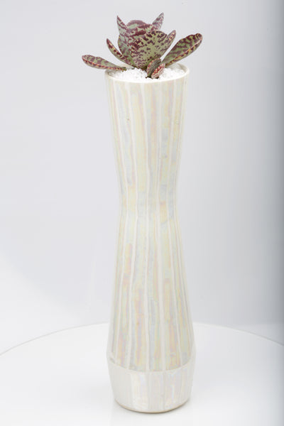 Vase : Mother of Pearl : Succulent 1