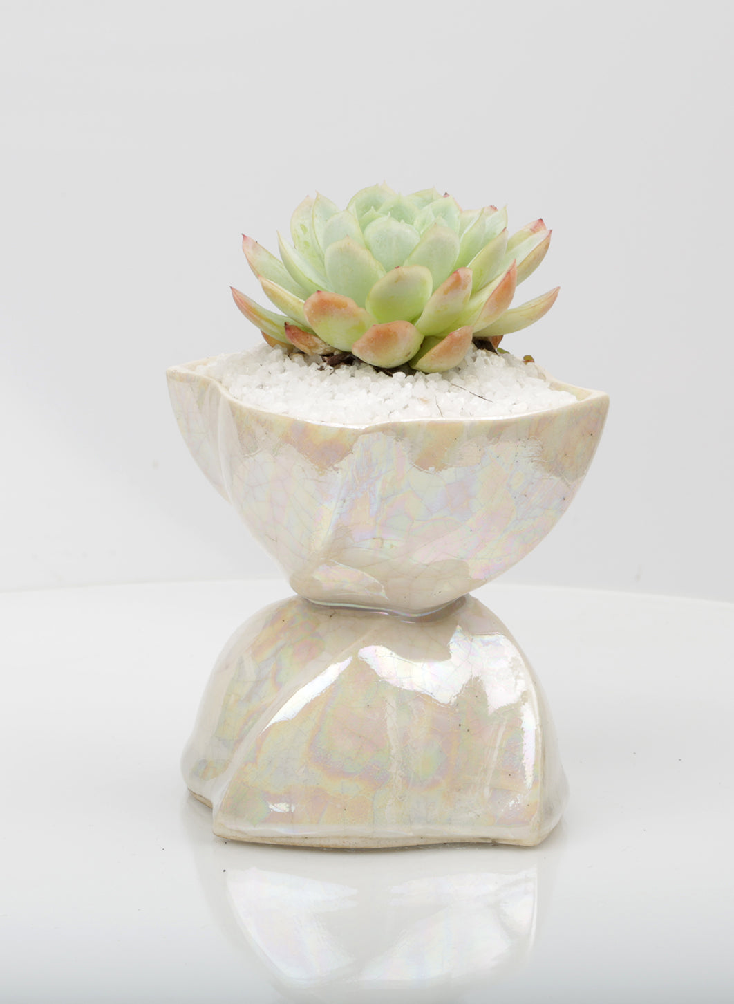 Vase : Mother of Pearl : Succulent 2