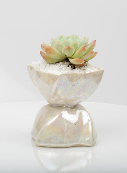 Vase : Mother of Pearl : Succulent 2