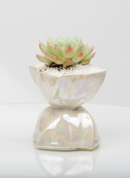 Vase : Mother of Pearl : Succulent 2