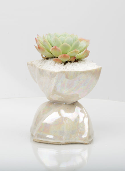 Vase : Mother of Pearl : Succulent 2