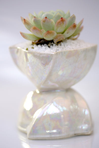 Vase : Mother of Pearl : Succulent 2