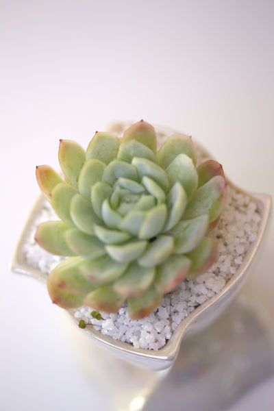 Vase : Mother of Pearl : Succulent 2