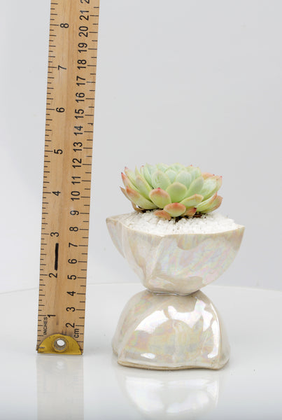 Vase : Mother of Pearl : Succulent 2