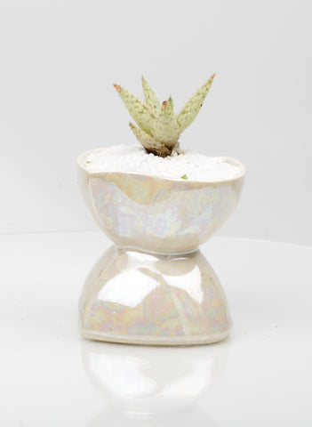 Vase : Mother of Pearl : Succulent 3