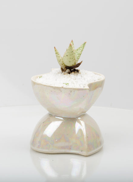 Vase : Mother of Pearl : Succulent 3