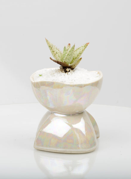 Vase : Mother of Pearl : Succulent 3