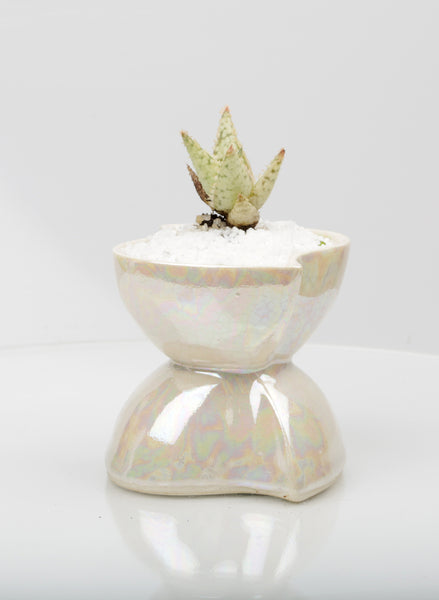 Vase : Mother of Pearl : Succulent 3