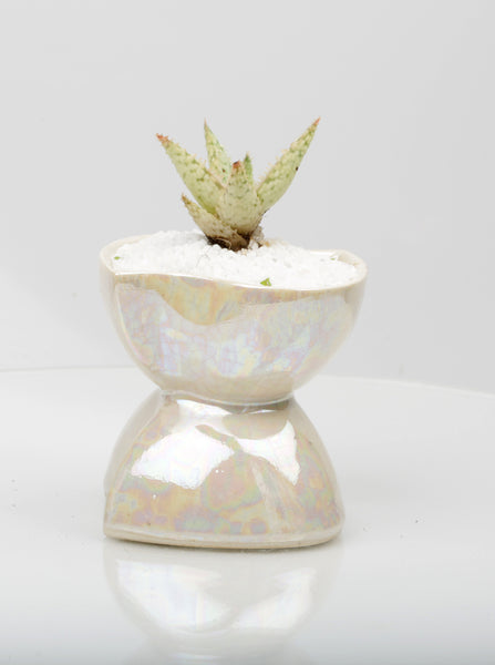 Vase : Mother of Pearl : Succulent 3