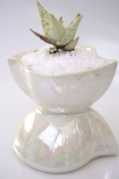 Vase : Mother of Pearl : Succulent 3