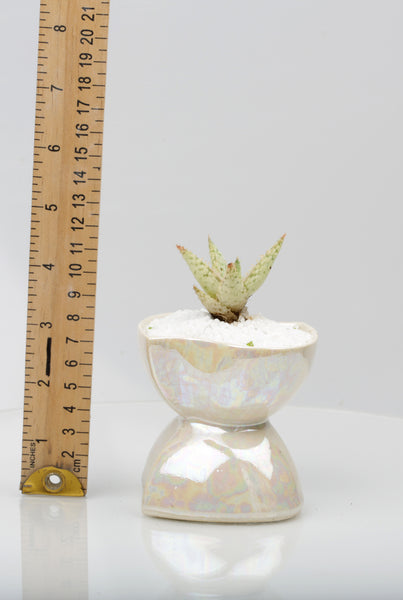 Vase : Mother of Pearl : Succulent 3