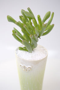 Vase : Fynbos green : Succulent 1