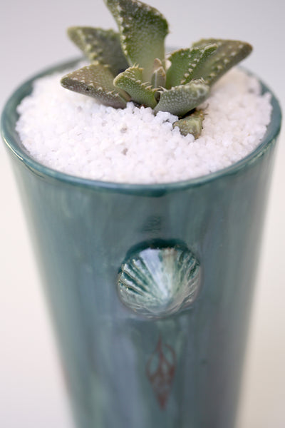 Vase : Jade with Seahorse theme : Succulent 1