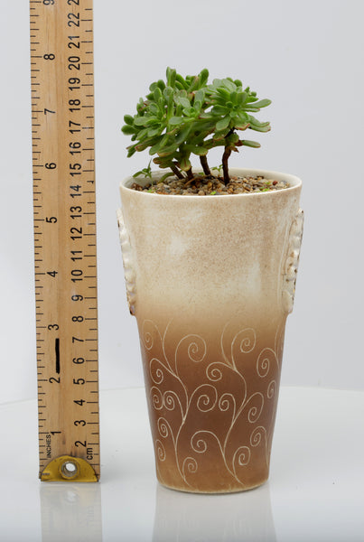 Vase : Fynbos brown : Succulent 1