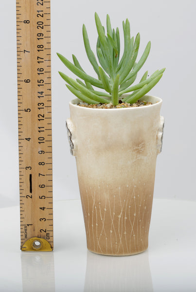 Vase : Fynbos brown : Succulent 2