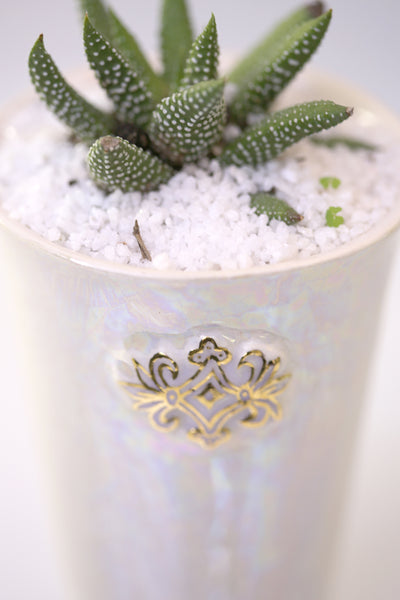 Vase : Mother of Pearl : Succulent 6